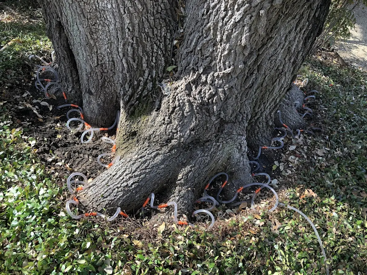 Detailed Tree Cabling and Bracing job site in Promise City