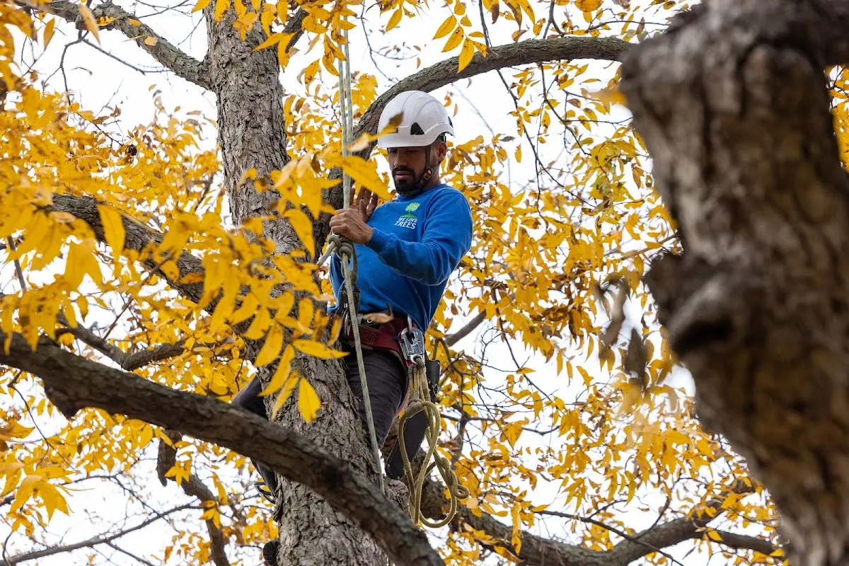 Skilled Tree Pruning crew working in Promise City